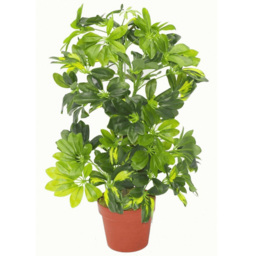 Leaf Gold Capella Arboricola Artificial Plant in Pot 75cm - Size: 65 x 45 x 45cm - Green - Wilko - thumbnail 3