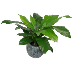 Leaf Birds Nest Fern Artificial Plant in Pot 60cm - Size: 60 x 60 x 60cm - Green - Wilko - thumbnail 3