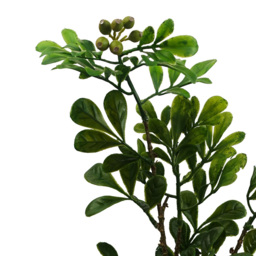 Leaf Aglaia Odorata Bonsai Ficus Artificial Tree 45cm - Size: 45 x 20 x 10cm - Green - Wilko - thumbnail 5