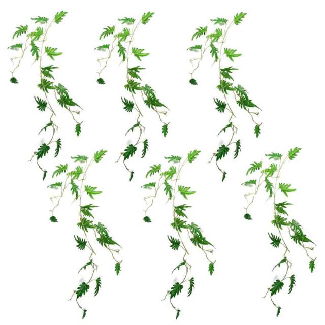 african zz plant Premium Collection of ZZ Plant Black Raven main image 0
