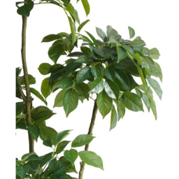Botanik Radermachera Artificial Tree in Pot 5ft - Size: 150 x 70 x 70cm - Green - Wilko - thumbnail 3