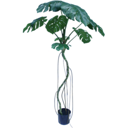Botanik Green Monstera Artificial Tree in Pot 6ft - Size: 180 x 90 x 90cm - Wilko - thumbnail 1