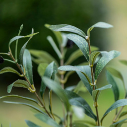 Thompson and Morgan Artificial Olive Tree Plant Pot 150cm - Size: 5ft - Green - Thompson & Morgan - Wilko - thumbnail 5