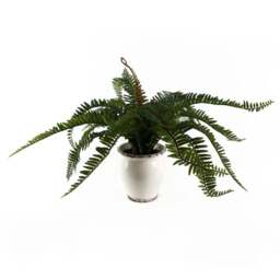Botanik Fern Bush Artificial Plant in Ceramic Vase 40cm - Size: 40 x 60 x 60cm - Green - Wilko
