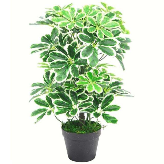 Leaf Schefflera Arboricola Artificial Plant in Pot 55cm - Size: 55 x 45 x 45cm - Green - Wilko - image 1