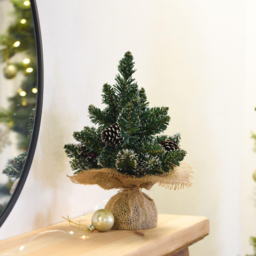 Thompson and Morgan Gift Derby Table Top Xmas Tree 30cm 2 Pack - Size: 1ft - Green - Thompson & Morgan - Wilko - thumbnail 3