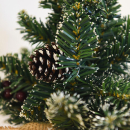 Thompson and Morgan Gift Derby Table Top Xmas Tree 30cm 2 Pack - Size: 1ft - Green - Thompson & Morgan - Wilko - thumbnail 4