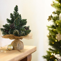 Thompson and Morgan Gift Derby Table Top Xmas Tree 30cm 2 Pack - Size: 1ft - Green - Thompson & Morgan - Wilko - thumbnail 5