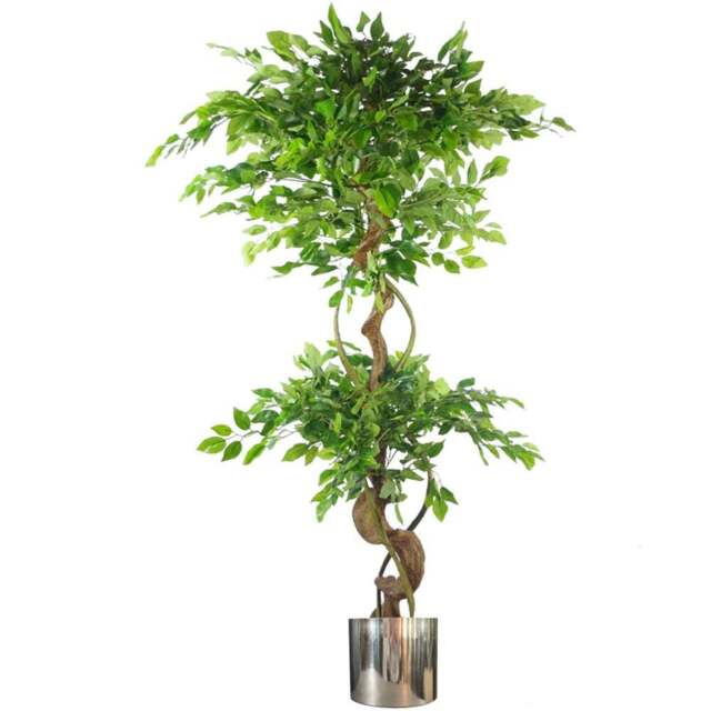 Botanik Japanese Fruticosa Ficus Artificial Tree with Twisted Trunk in Silver Metal Planter 5ft - Size: 150 x 60 x 60cm - Green - Wilko - image 1