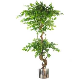 Botanik Japanese Fruticosa Ficus Artificial Tree with Twisted Trunk in Silver Metal Planter 5ft - Size: 150 x 60 x 60cm - Green - Wilko