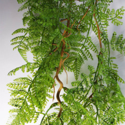 Leaf Artificial Hanging Maidenhair Fern Plant 100cm - Size: 100 x 30 x 2cm - Green - Wilko - thumbnail 4
