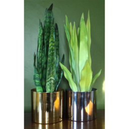 Leaf Tropical Zeylanica Sansevieria Artificial Plant Pot 70cm - Size: 70 x 17 x 17cm - Green - Wilko - thumbnail 6