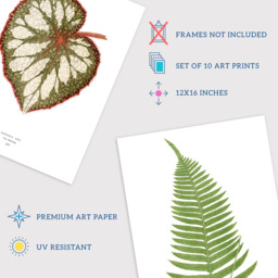 Wee Blue Coo Vintage Audubon Style Leaf Wall Art Print 30 x 41cm 10 Pack - Size: 40.5 x 30.5 x 0.3cm - Multi - Wilko - thumbnail 5