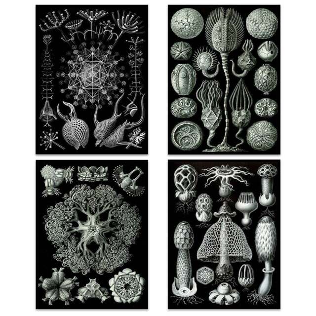 Artery8 Vintage Ernst Haeckel Ocean Life Wall Art Print 30 x 41cm 4 Pack - Size: 40.5 x 30.5 x 0.3cm - Black - Wilko - image 1
