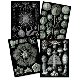 Artery8 Vintage Ernst Haeckel Ocean Life Wall Art Print 30 x 41cm 4 Pack - Size: 40.5 x 30.5 x 0.3cm - Black - Wilko - thumbnail 4
