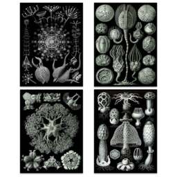 Artery8 Vintage Ernst Haeckel Ocean Life Wall Art Print 30 x 41cm 4 Pack - Size: 40.5 x 30.5 x 0.3cm - Black - Wilko - thumbnail 1