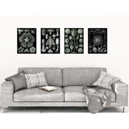 Artery8 Vintage Ernst Haeckel Ocean Life Wall Art Print 30 x 41cm 4 Pack - Size: 40.5 x 30.5 x 0.3cm - Black - Wilko - thumbnail 3