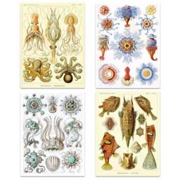 Artery8 Vintage Ernst Haeckel Sea Octopus Wall Art Print 30 x 41cm 4 Pack - Size: 40.5 x 30.5 x 0.3cm - Multi - Wilko - thumbnail 1