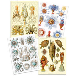 Artery8 Vintage Ernst Haeckel Sea Octopus Wall Art Print 30 x 41cm 4 Pack - Size: 40.5 x 30.5 x 0.3cm - Multi - Wilko - thumbnail 4