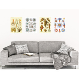Artery8 Vintage Ernst Haeckel Sea Octopus Wall Art Print 30 x 41cm 4 Pack - Size: 40.5 x 30.5 x 0.3cm - Multi - Wilko - thumbnail 3