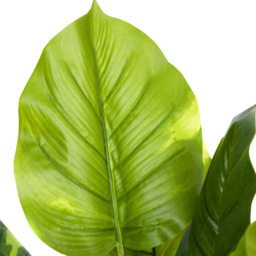 GreenBrokers Artificial Indoor Pothos Plant in Black Pot - Size: 20 x 20 x 70cm - Wilko - thumbnail 4