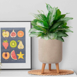 wilko Plaited Style Beige Indoor Cylinder Plant Pot with Legs 35cm - Instadecor - thumbnail 6