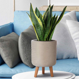 wilko Plaited Style Beige Indoor Cylinder Plant Pot with Legs 35cm - Instadecor - thumbnail 7
