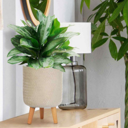 wilko Plaited Style Beige Indoor Cylinder Plant Pot with Legs 35cm - Instadecor - thumbnail 3