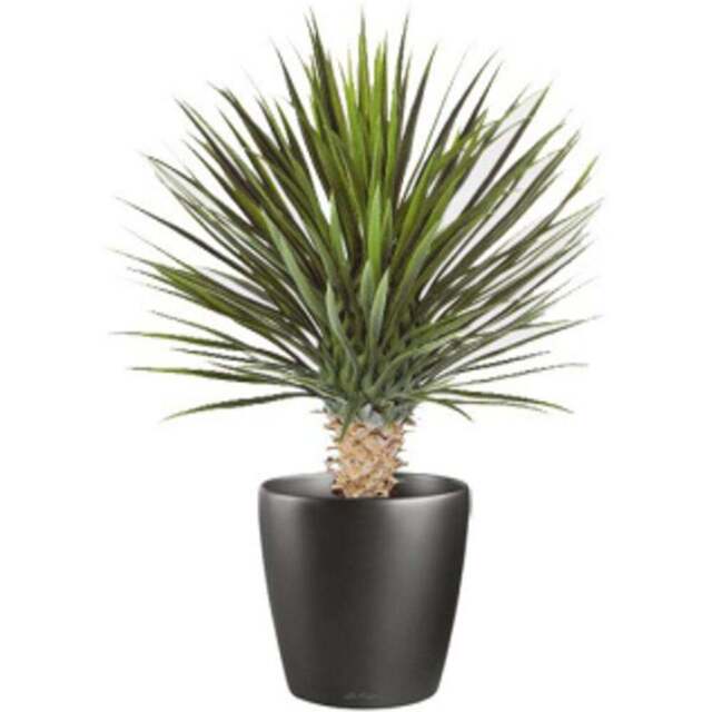 Botanik Dracaena Artificial Plant in Pot 2ft - Size: 75 x 35 x 35cm - Green - Wilko - image 1