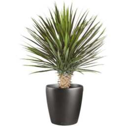 Botanik Dracaena Artificial Plant in Pot 2ft - Size: 75 x 35 x 35cm - Green - Wilko - thumbnail 1