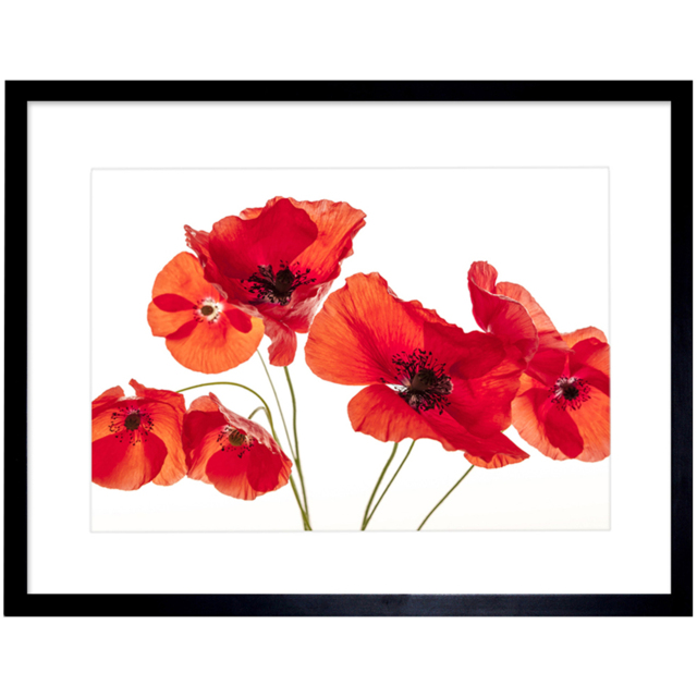 Wee Blue Coo Flower Poppy Heads Red Petals Photo Framed Wall Art Print 30 x 41cm - Size: 43.3 x 33.3 x 1.5cm - Wilko - image 1