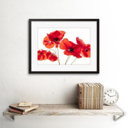 Wee Blue Coo Flower Poppy Heads Red Petals Photo Framed Wall Art Print 30 x 41cm - Size: 43.3 x 33.3 x 1.5cm - Wilko - thumbnail 3
