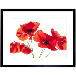 Wee Blue Coo Flower Poppy Heads Red Petals Photo Framed Wall Art Print 30 x 41cm - Size: 43.3 x 33.3 x 1.5cm - Wilko - thumbnail 1