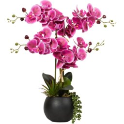 Pink Orchid in Black Pot with Succulent - Pink - Wilko