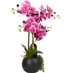 Pink Orchid in Black Pot with Succulent - Pink - Wilko - thumbnail 3