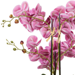 Pink Orchid in Black Pot with Succulent - Pink - Wilko - thumbnail 7