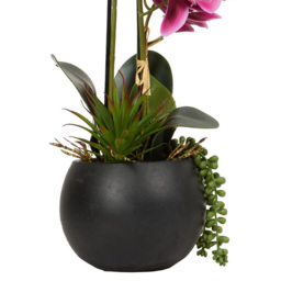 Pink Orchid in Black Pot with Succulent - Pink - Wilko - thumbnail 6