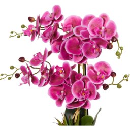 Pink Orchid in Black Pot with Succulent - Pink - Wilko - thumbnail 5