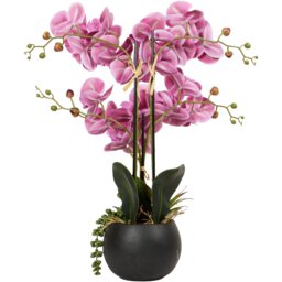 Pink Orchid in Black Pot with Succulent - Pink - Wilko - thumbnail 4