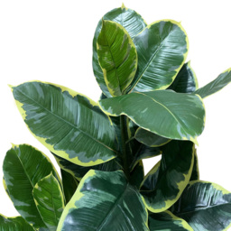 Botanik Rubber Artificial Tree in Pot 4ft - Size: 120 x 60 x 60cm - Green - Wilko - thumbnail 4