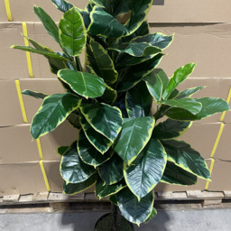 Botanik Rubber Artificial Tree in Pot 4ft - Size: 120 x 60 x 60cm - Green - Wilko - thumbnail 5