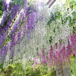 Living and Home White Wisteria Hanging Vines 12 Pack - Size: 40 x 50 x 4cm - Wilko - thumbnail 5