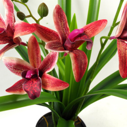 Leaf Large Dark Pink Artificial Orchid Plant in Ceramic Planter 50cm - Size: 50 x 50 x 50cm - Wilko - thumbnail 6