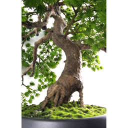 Botanik Pine Bonsai Artificial Tree 50cm - Size: 50 x 60 x 60cm - Green - Wilko - thumbnail 6