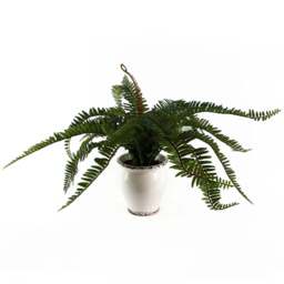 Leaf Bushy Fern Artificial Plant in Planter 40cm - Size: 40 x 60 x 60cm - Green - Wilko - thumbnail 1