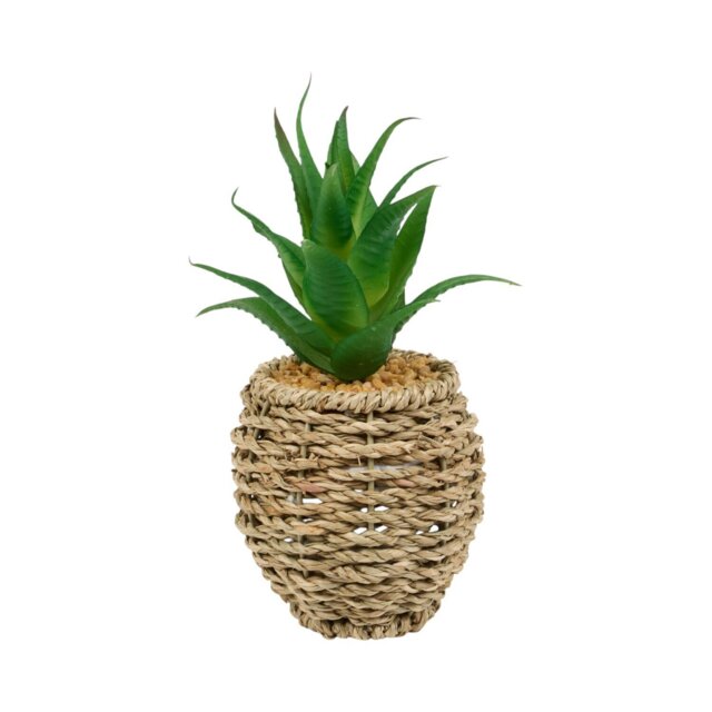 Succulent in Water Hyacinth Pot Natural - Wilko - image 1