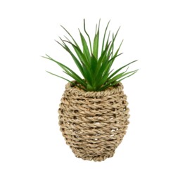 Succulent in Water Hyacinth Pot Natural - Wilko - thumbnail 7