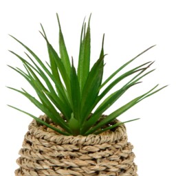 Succulent in Water Hyacinth Pot Natural - Wilko - thumbnail 6