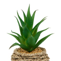 Succulent in Water Hyacinth Pot Natural - Wilko - thumbnail 5