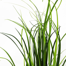 Leaf Artificial Grass Plant Foliage Lemongrass Plant Pot 1.9ft - Size: 60 x 25 x 25cm - Green - Wilko - thumbnail 6
